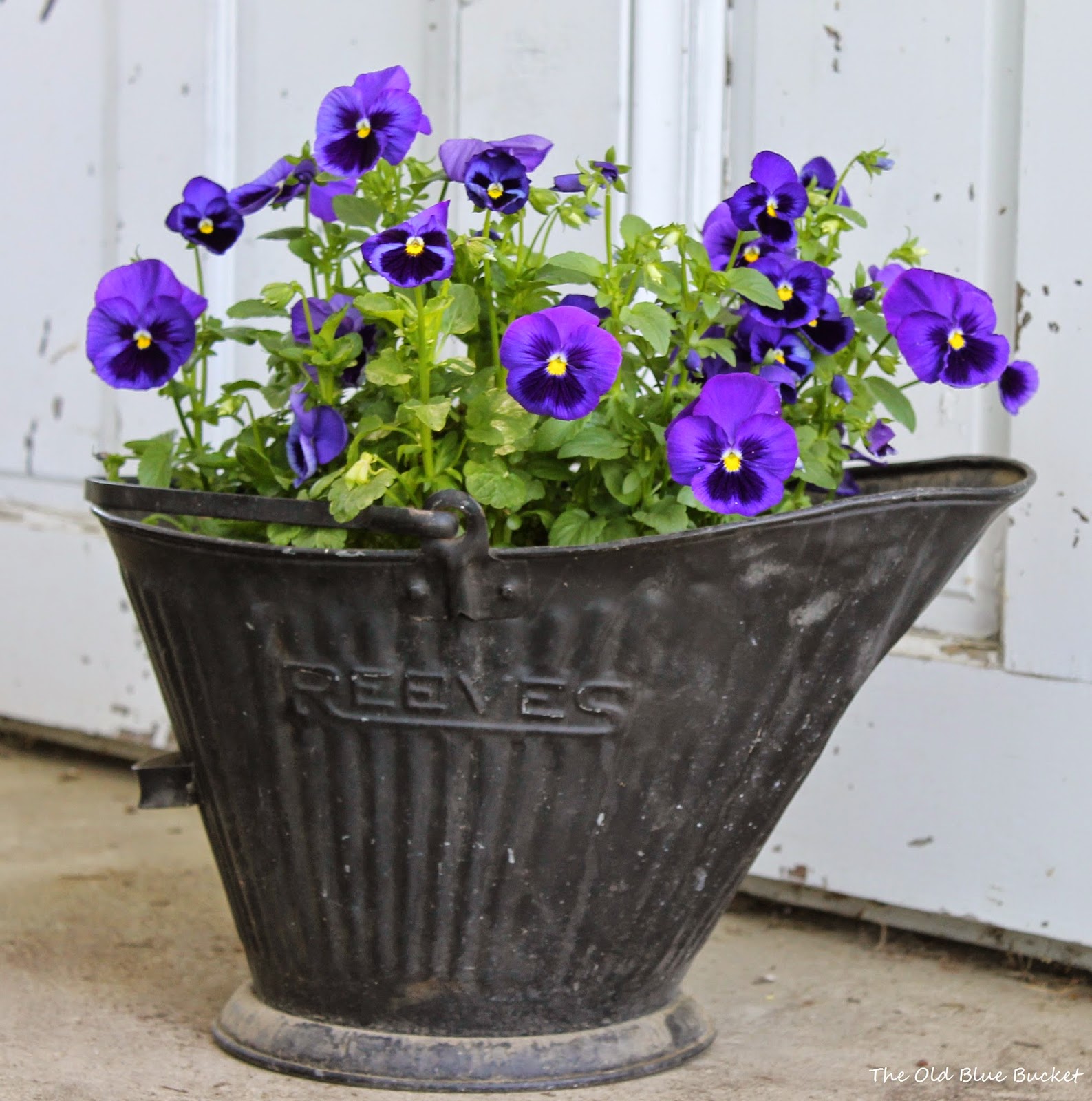 The Old Blue Bucket: Thinking Outside The Pot ~ Unique planters