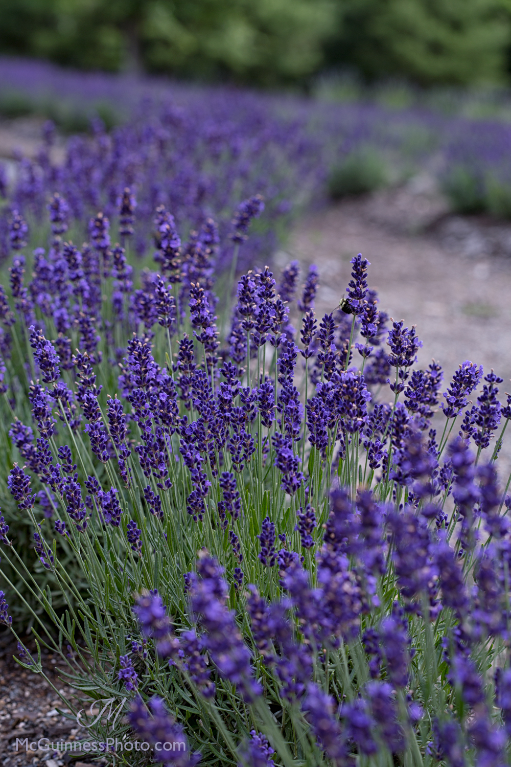 Does Lavender Like Full Sun - How to Grow Lavender