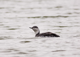 Red-throated Diver, Fairhaven Lake