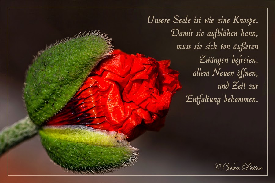 Artifactum verbilis Blog Zitat im Bild über die Seele und Knospen