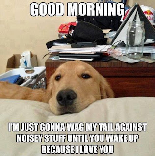 Dog Memes Dog Memes