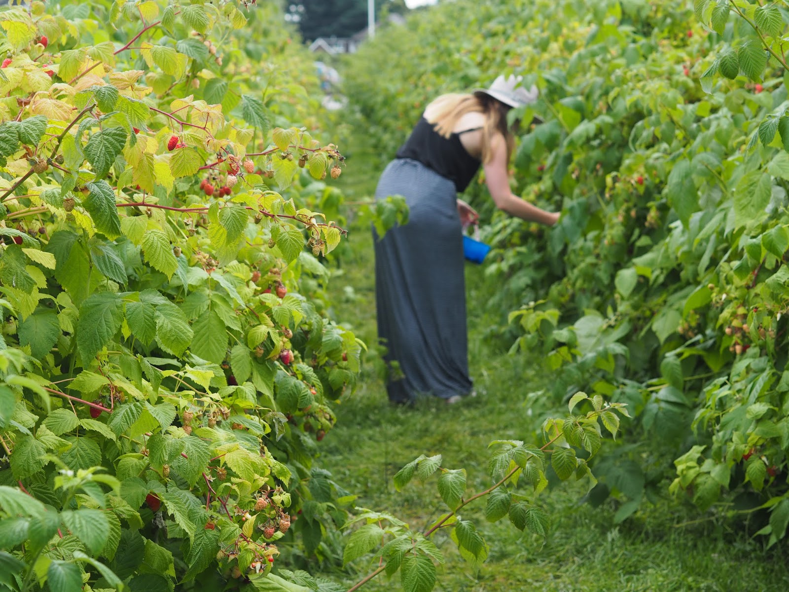 Berry Picking Furness
