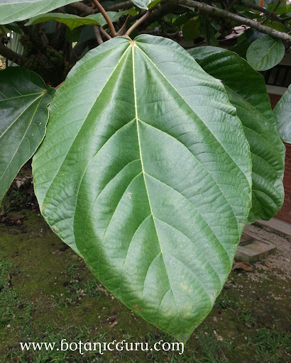 Ficus auriculata, Elephant Ear Fig leaves