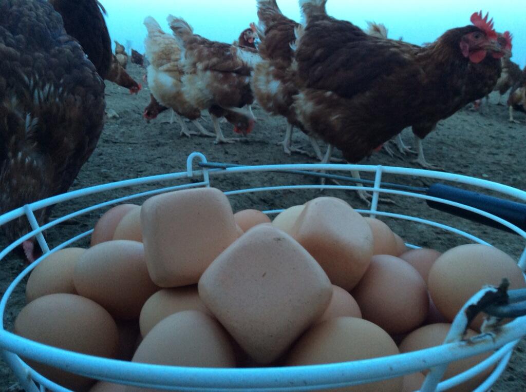 Почему курица несет мало яиц. Яйца кур. Курица с яйцами. Квадратные куриные яйца. Яйца фото.