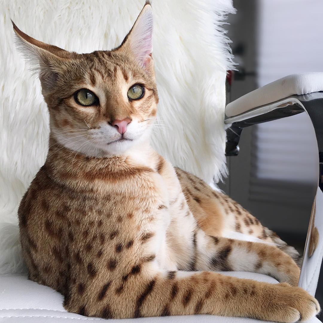 Jual Kucing Peliharaan Murah Jual Kucing Savannah Murah