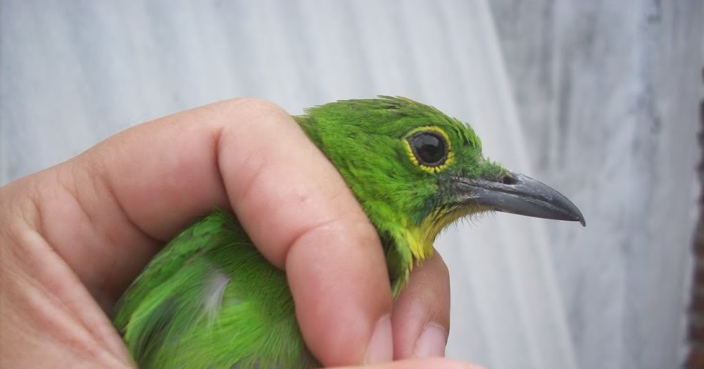 Ciri Ciri Cucak Ijo Jantan Umur 5 Bulan Kicau Mania