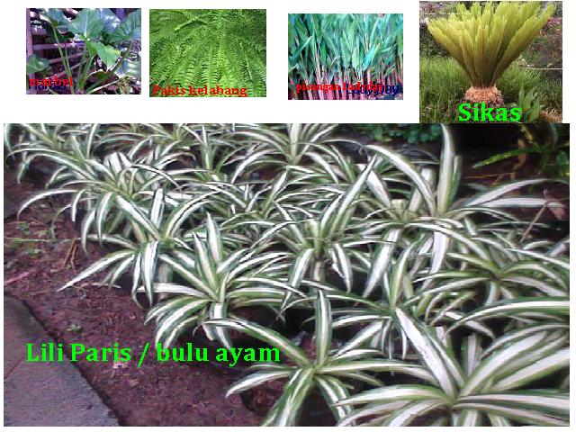 Lili Paris - Chlorophytum Comosum  Landscaping And Modern Lifestyle