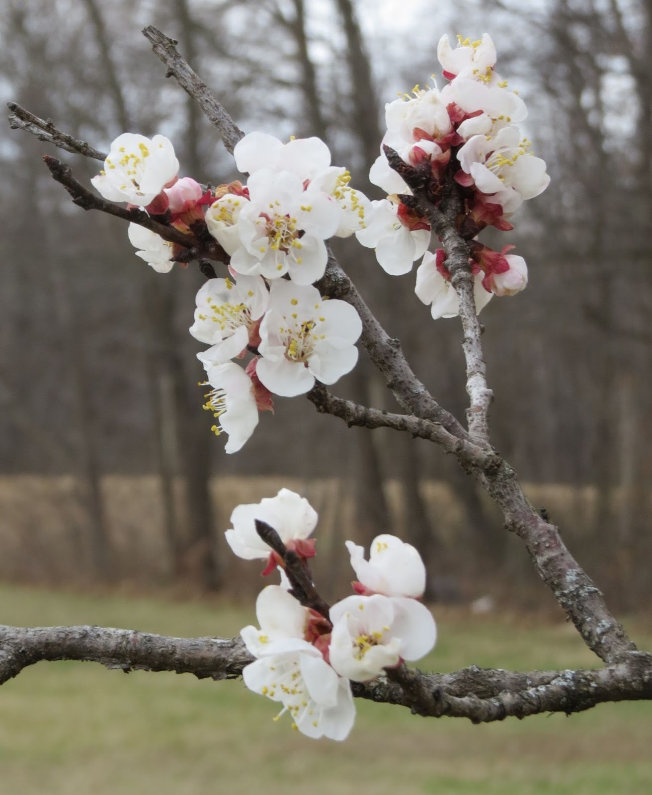 mygardenasylum Apricots in bloom