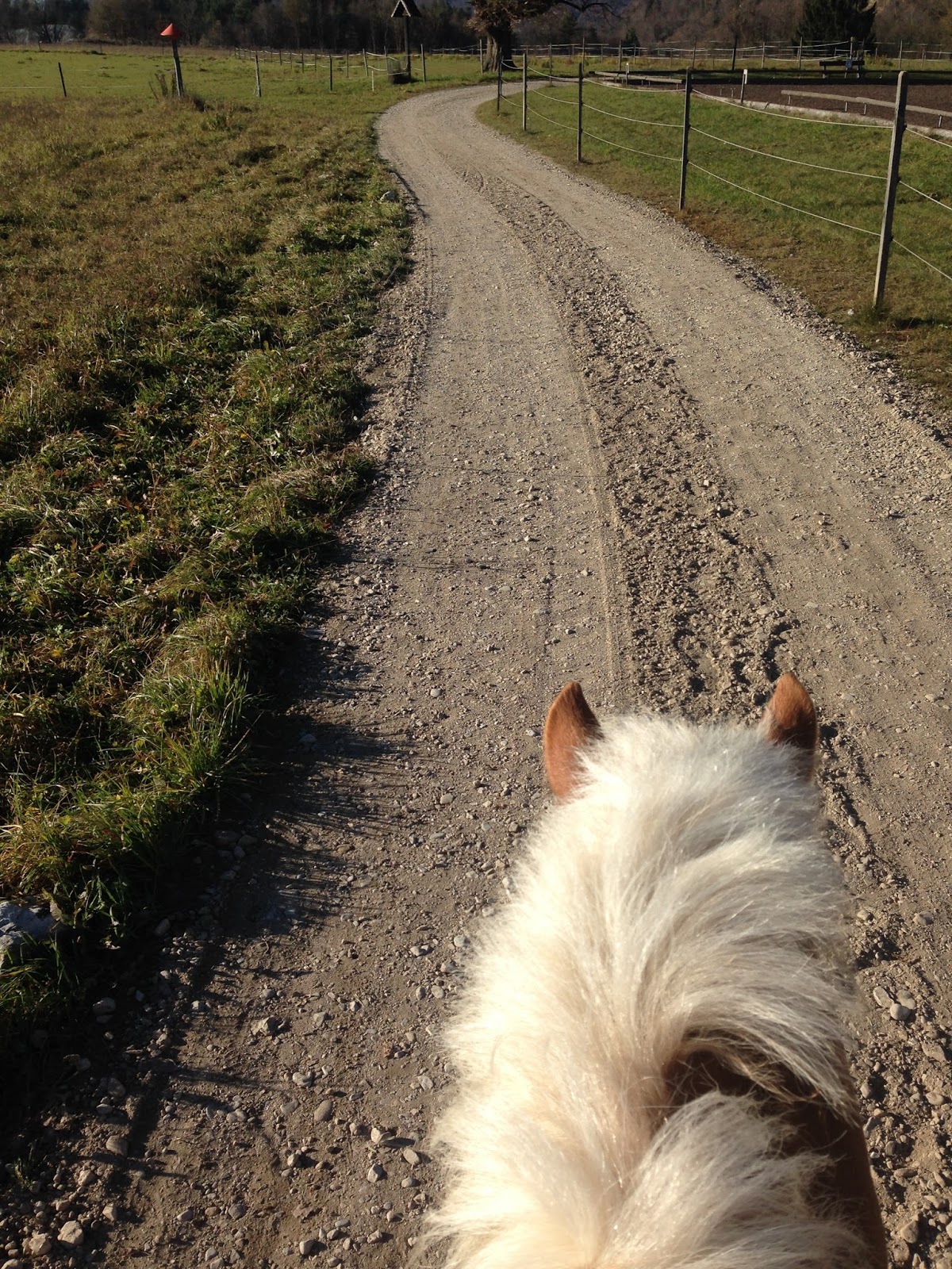 What We Can Do To Keep Our Horses Happy Dressage Hafl
