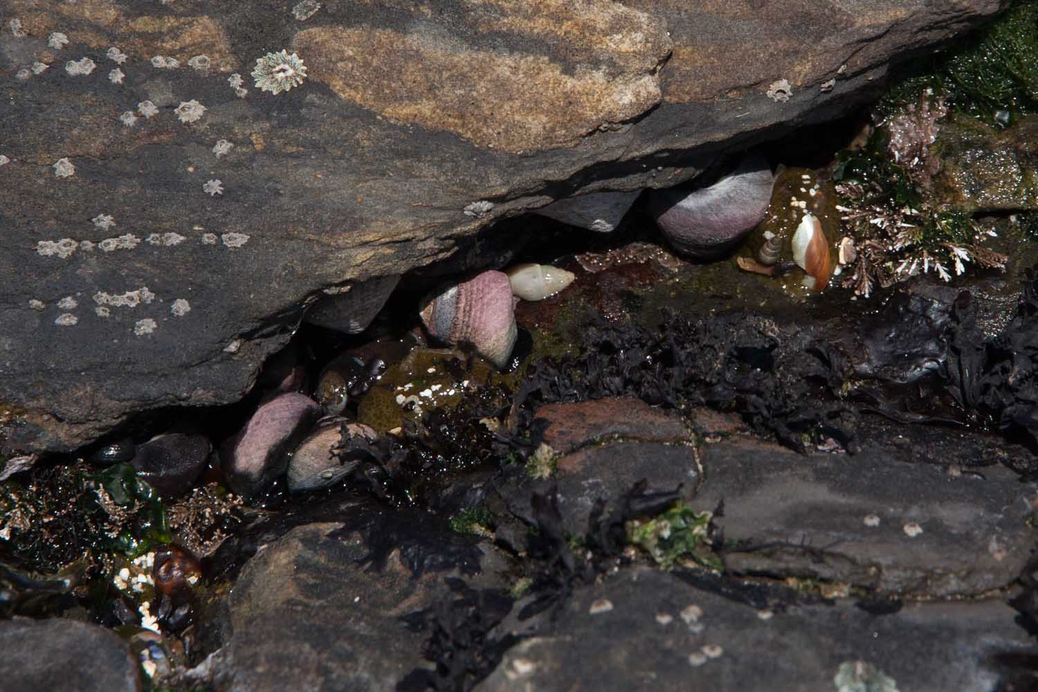 Martha's Musings Point Lobos State Reserve