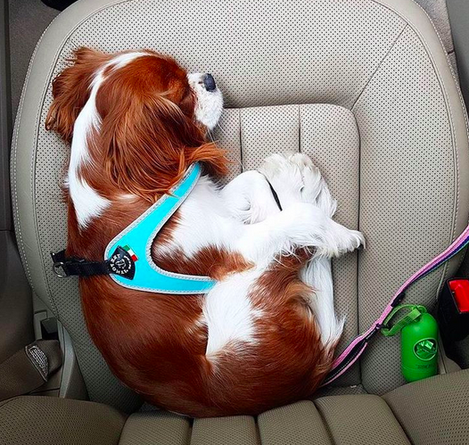 dog-harness