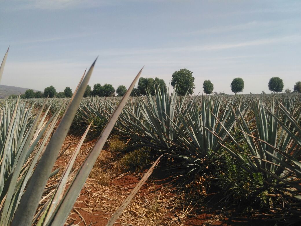 ¡El último y nos vamos! Hacienda Patrón la joya del tequila en los