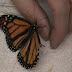 It Looked Like Hope Was Lost For This Butterfly, But Check Out What This Guy Did For It
