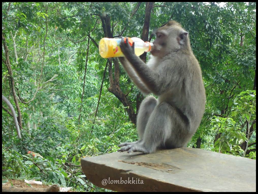 ivanildosantos: gambar monyet ketawa