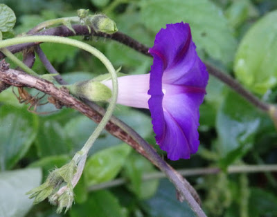 Flor azul del convólvulo (Convolvulus azul)