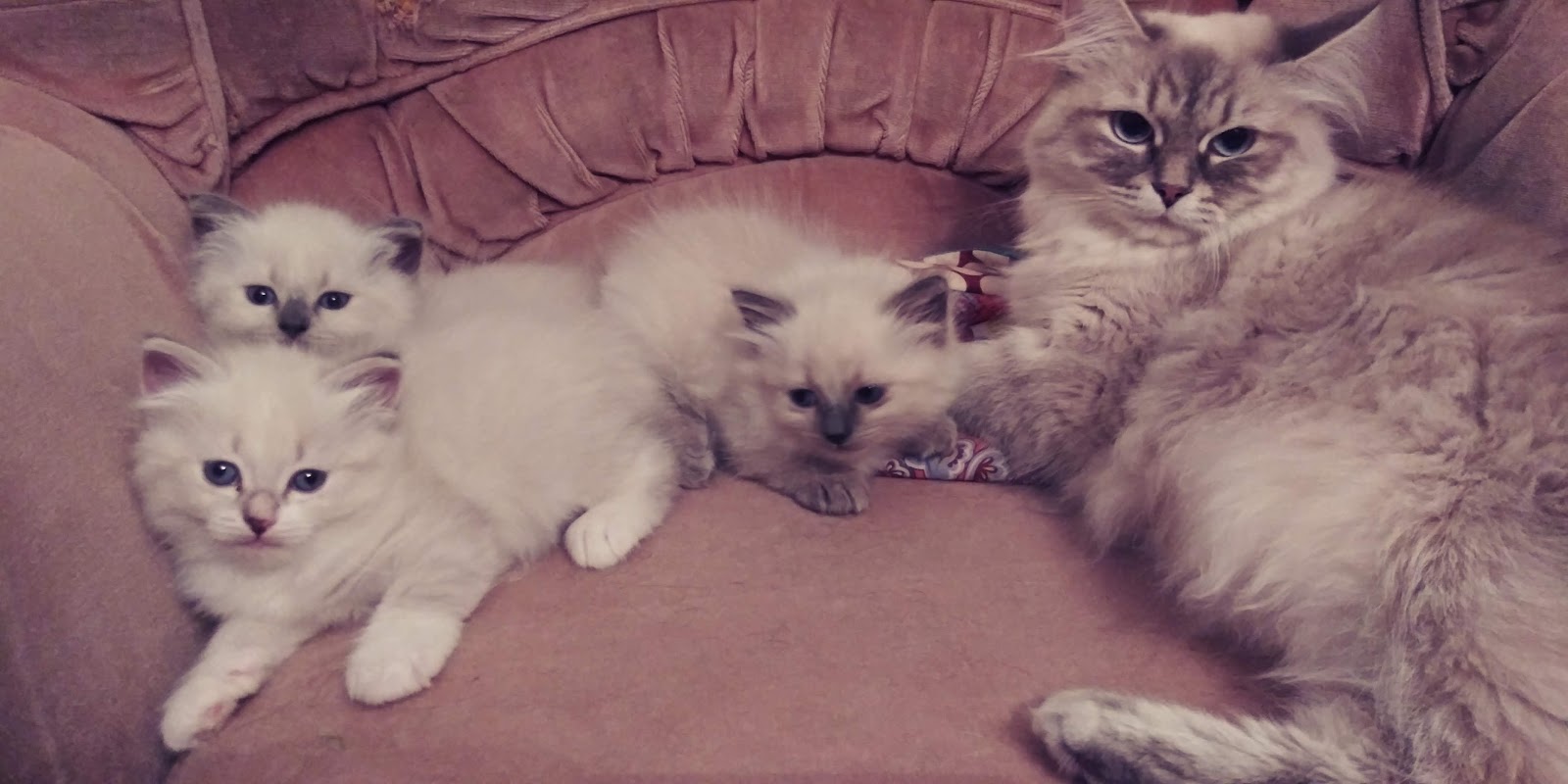 Cherished Siberians Siberian Cat Breeder from Unionville, Virginia