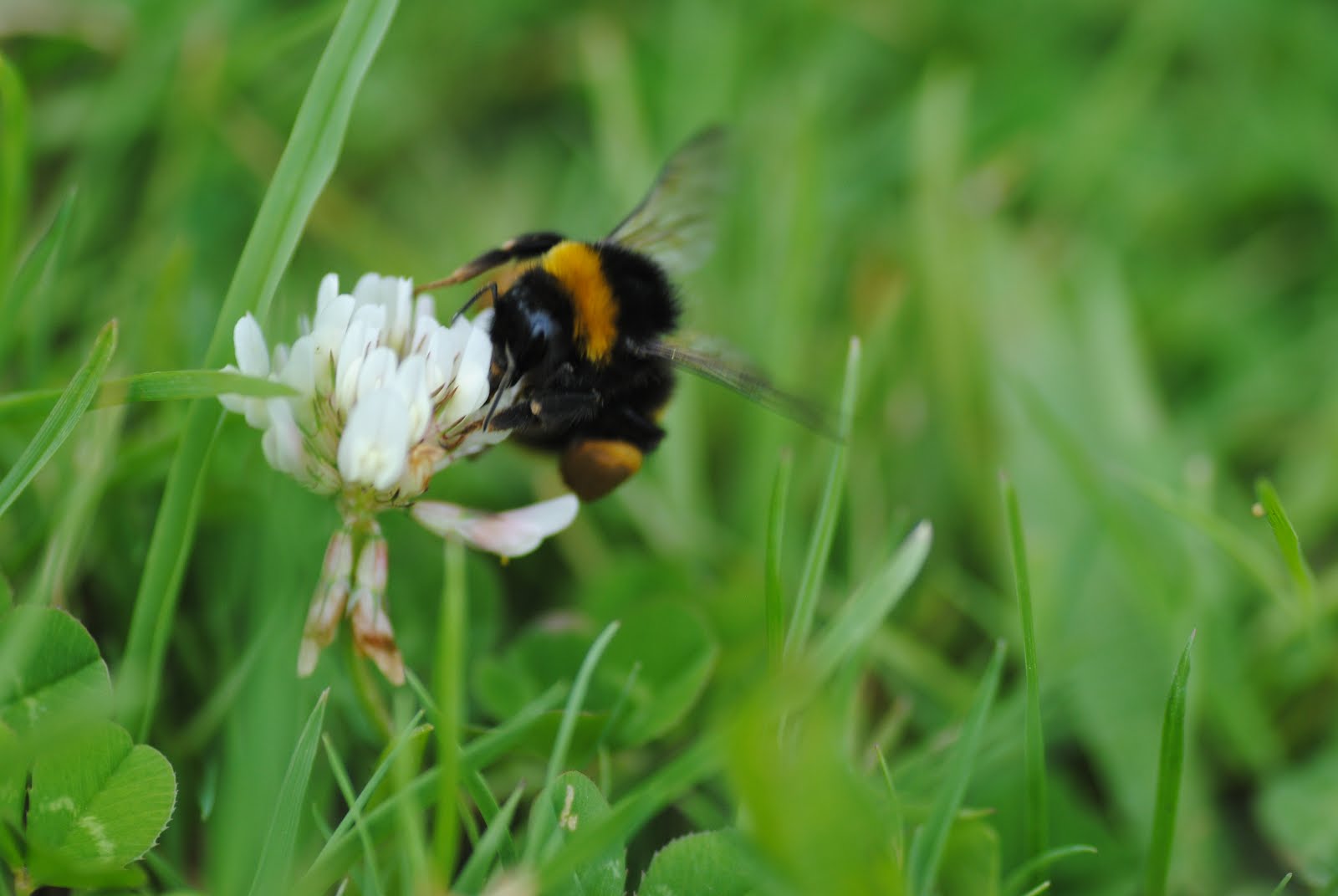 English Plants WILDFLOWERS FOR BEES