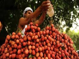 Hampir 100 Kanak-Kanak Maut Kerana Buah Laici Hampir 100 Kanak-Kanak Maut Kerana Buah Laici
