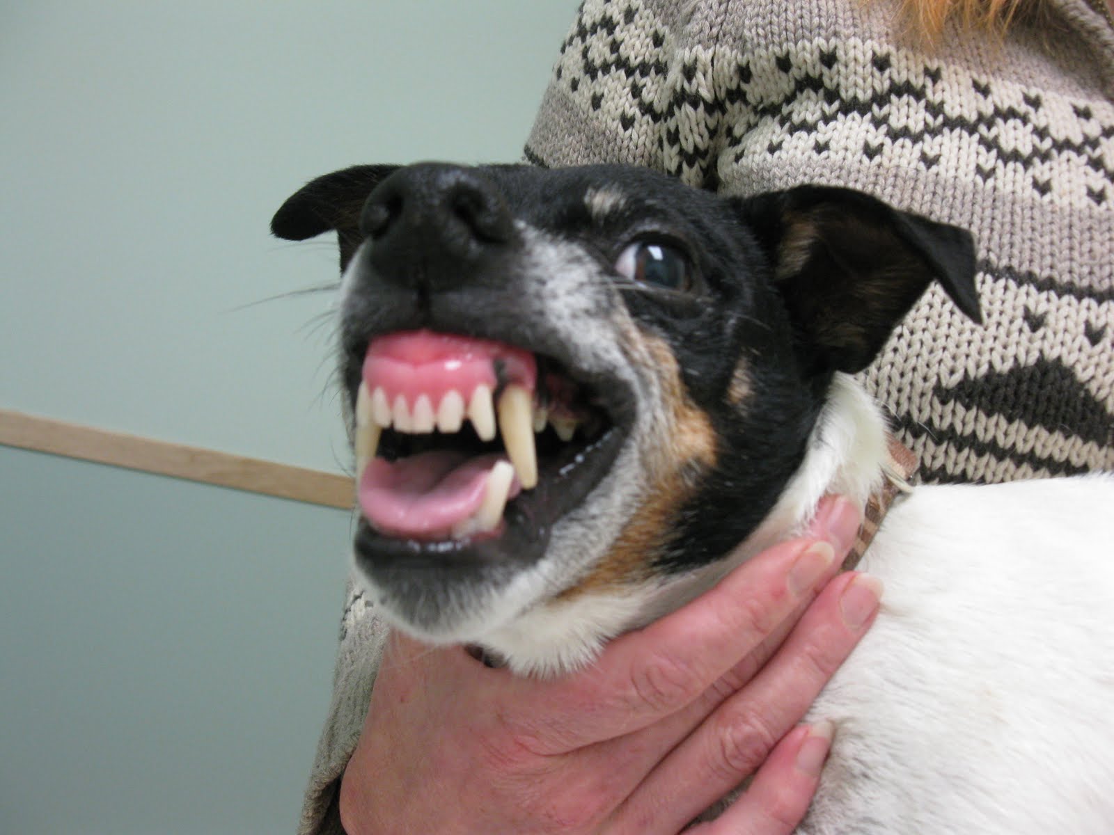 The Dog Park Goer's Guide Lip Twitching