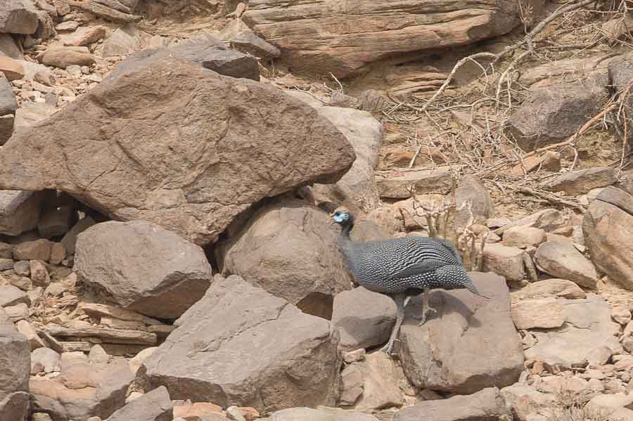 Birds of Saudi Arabia: Helmeted Guineafowl - Another endemic Arabian