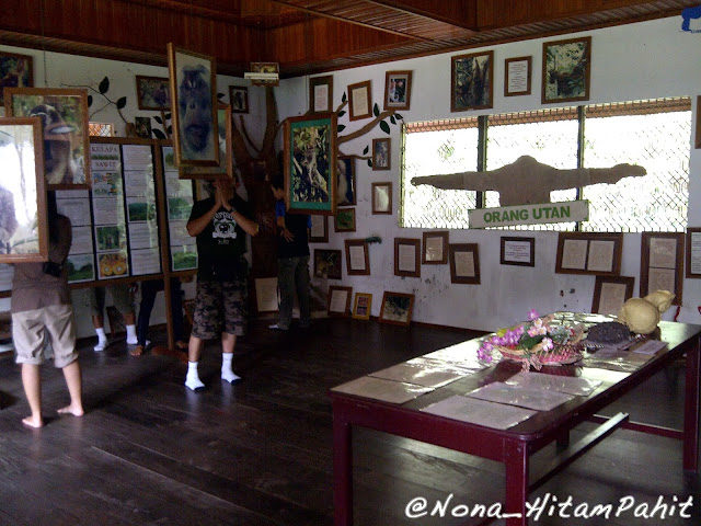 orang utan, kalimantan, indonesia