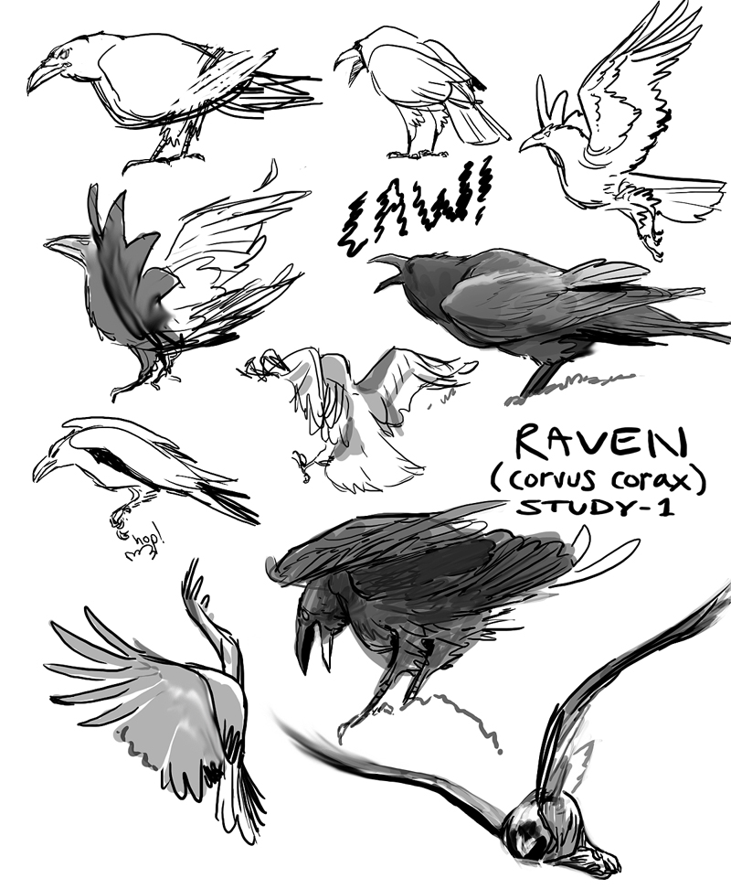 Ворона референс рисунок