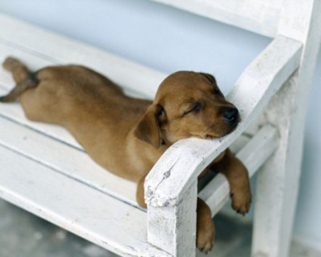 cute-sleeping-puppies-031.jpg