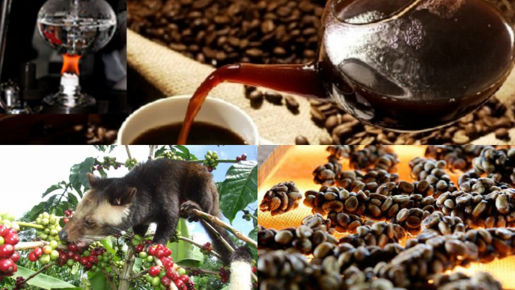 Животное перерабатывающие кофе. Циветта и кофе лювак. Пальмовая циветта мусанг. Животное перерабатывающие кофе. Кофе копи лювак животное.