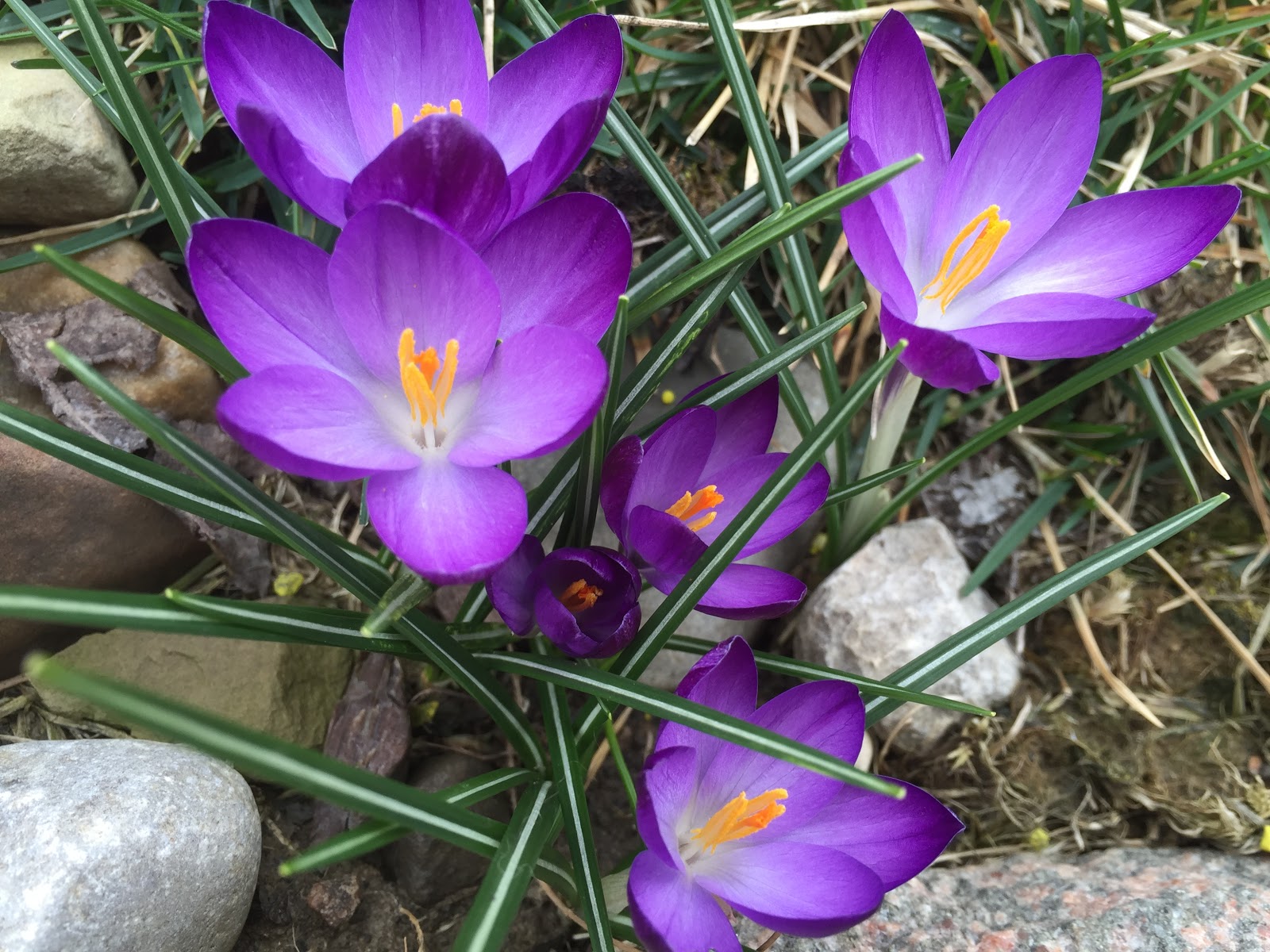 Crocus Blooms Ahead of Last Year! [Backyard Neophyte Landscaping Blog]