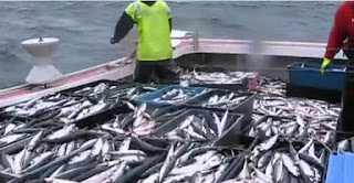 طرق صيد السمك المختلفة بجميع انواعها