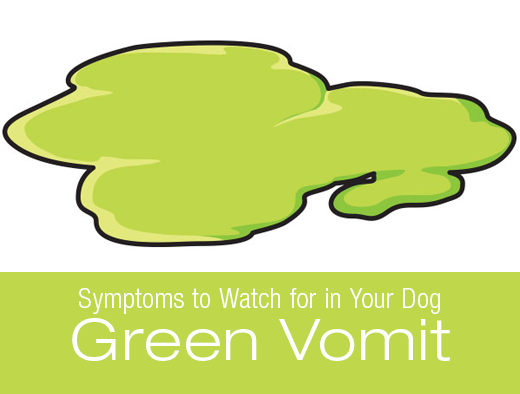Symptoms to Watch for in Your Dog: Green Vomit