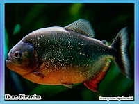 gambar ikan piranha