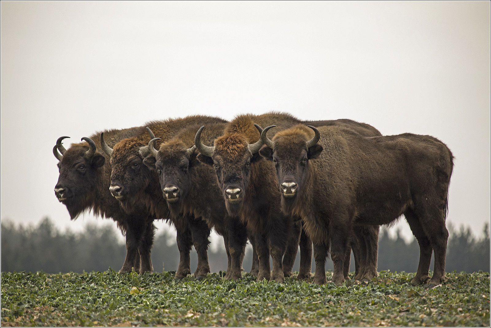 зубр плотоядный. зубр тебердинский заповедник. открыть зубр. свирепый бизон. газон бизон.
