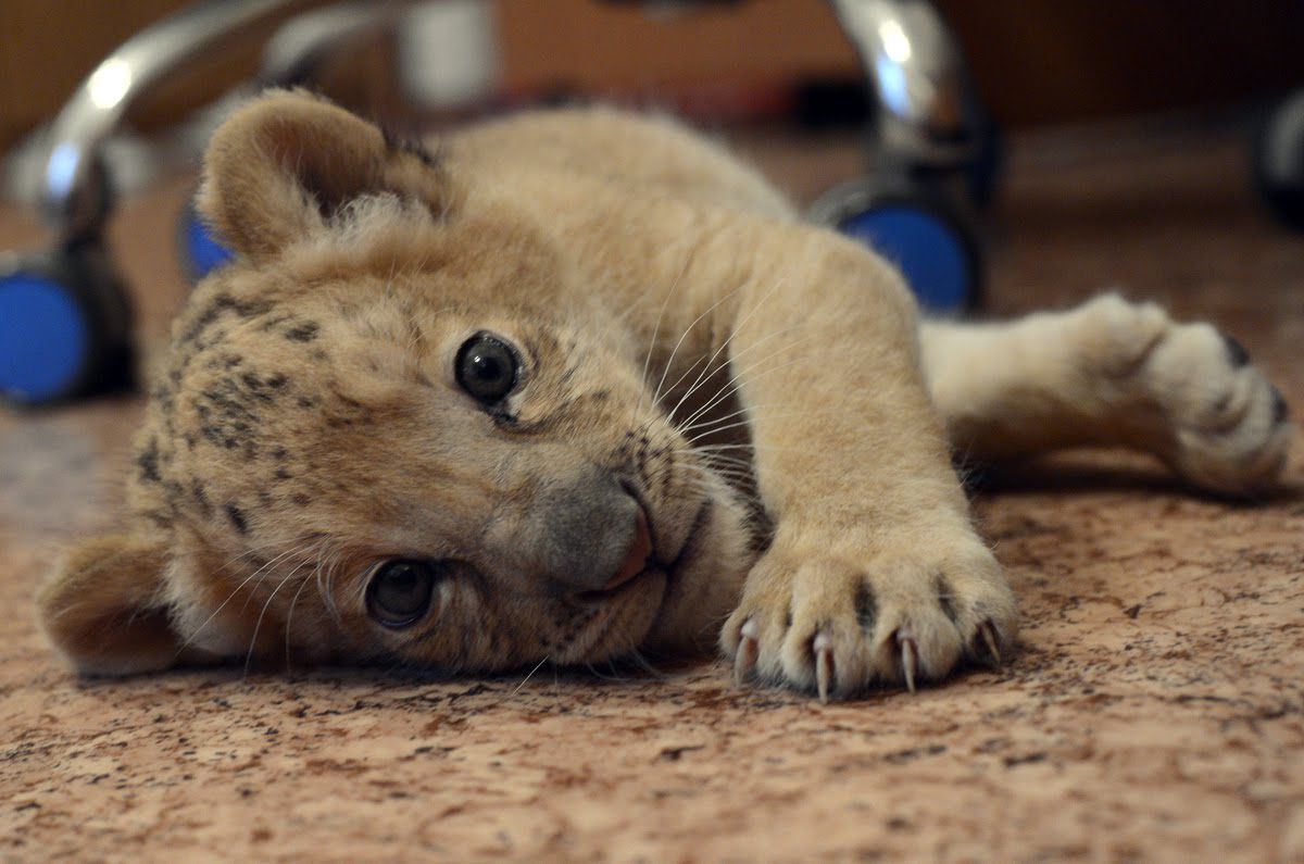 The world's first Liliger born at Russian zoo (20 pics) Amazing Creatures