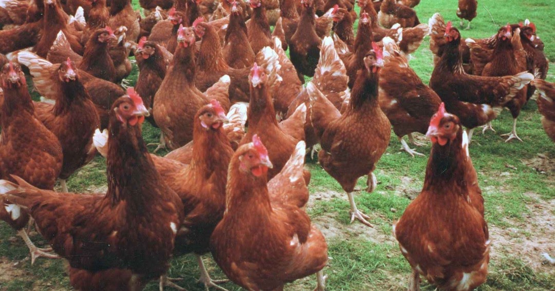 Aina Za Kuku Na Faida Zake.