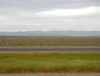 Unending fields on I-5 in SoCal