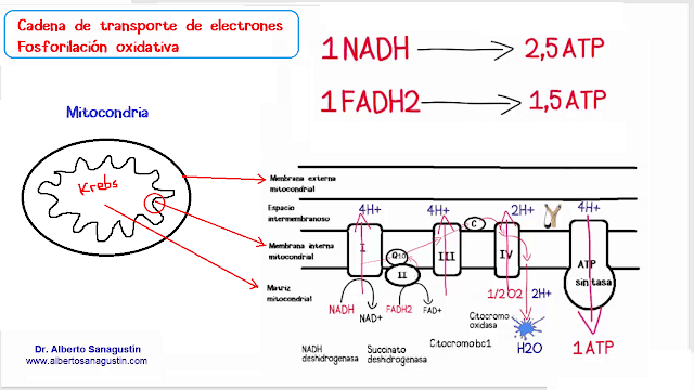 cadena de transporte de electrones, fosforilación oxidativa.