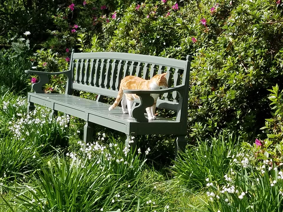 Cats in Gardens Cape Town Cat