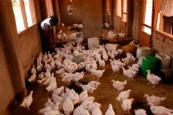 Sofala já absorveu mais de 111 milhões Sofala já absorveu mais de 111 milhões