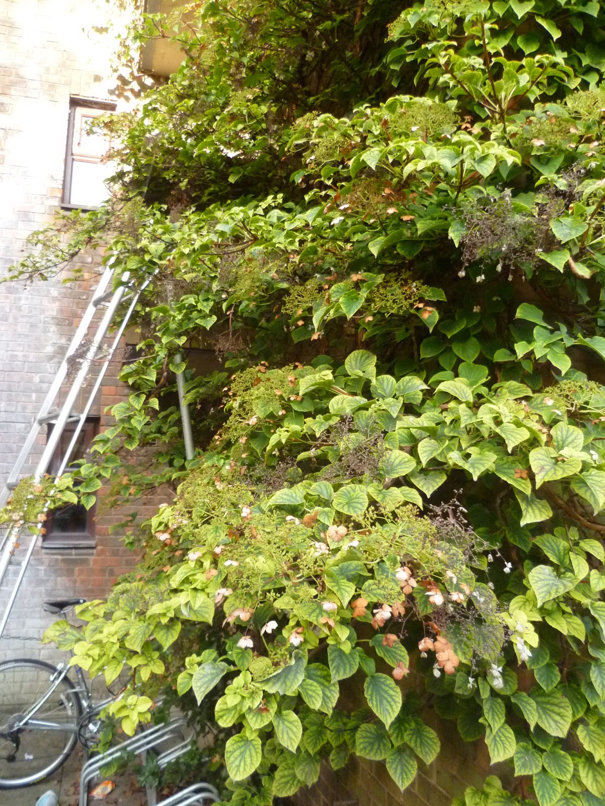 Worcester College Gardeners 20092018 Pruning Climbing Hydrangea