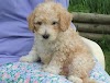 CARA MERAWAT ANJING PUDEL YANG BAIK DAN BENAR