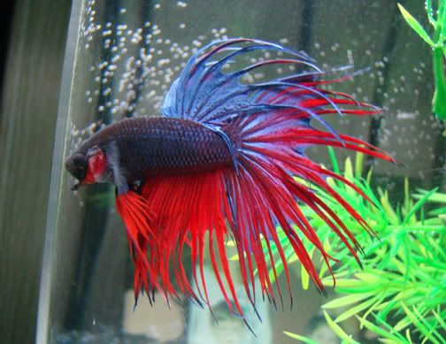 EKOGEO: JENIS IKAN HIAS AIR TAWAR MAS KOKI, CUPANG DAN ARWANA