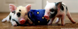 Teacup Pigs fb cover