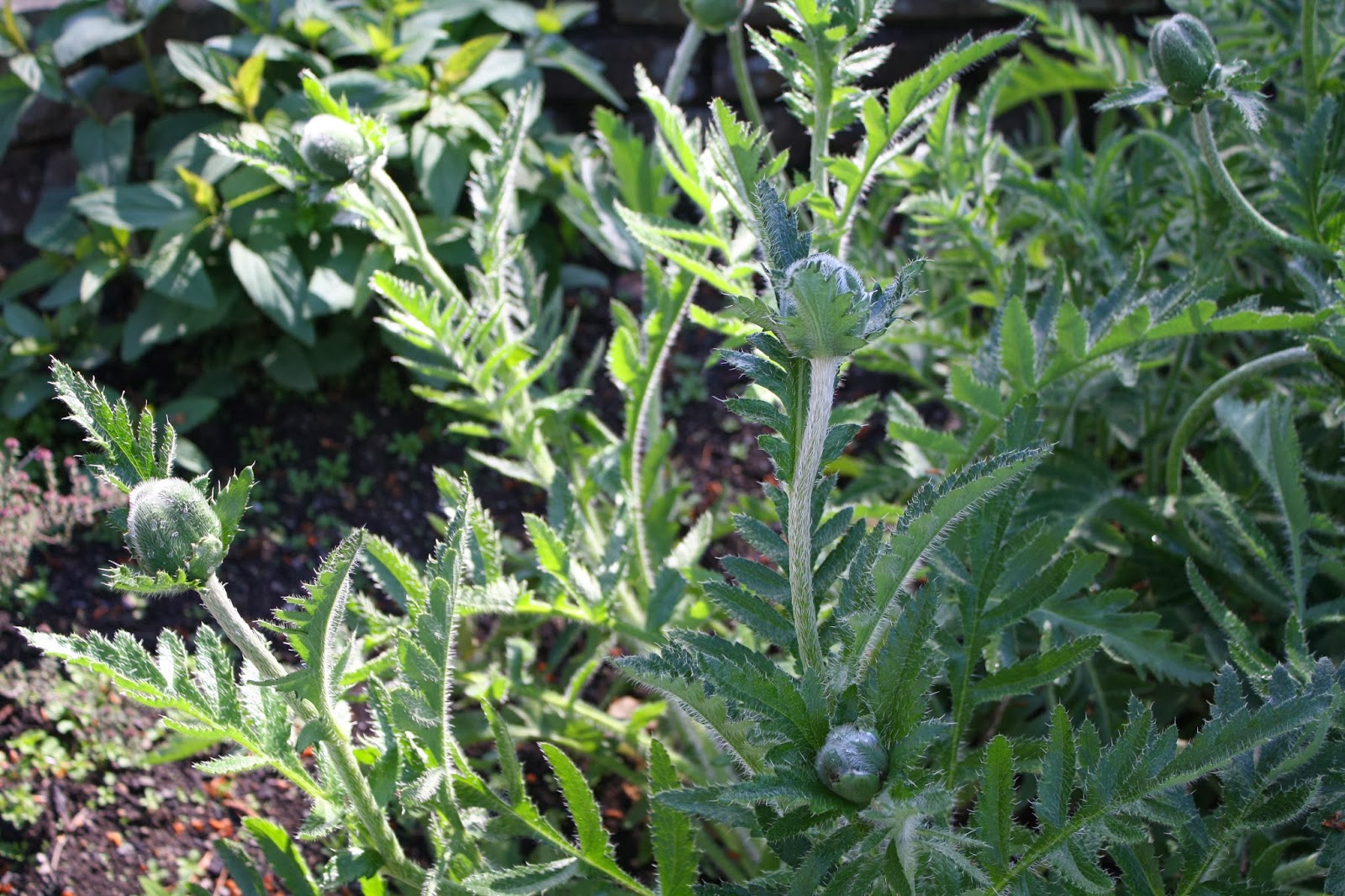 Dunedin Botanic Garden- Craig Huggan: Herb Garden Plant Identification