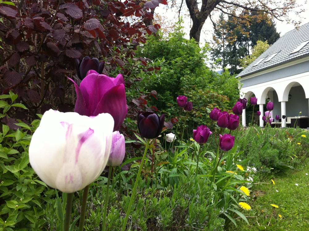 Tolle Gartentipps Rosen und Tulpen gemeinsam pflanzen