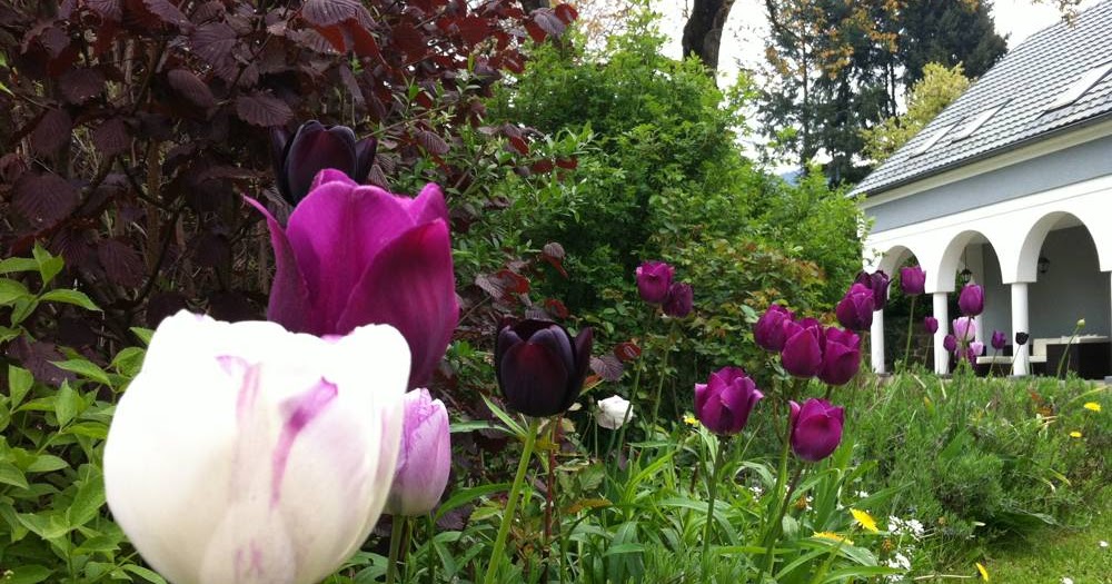 Tolle Gartentipps Rosen Und Tulpen Gemeinsam Pflanzen