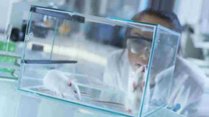 Cientistas encontram primeiro desaparecimento do cancro do pâncreas em ratos