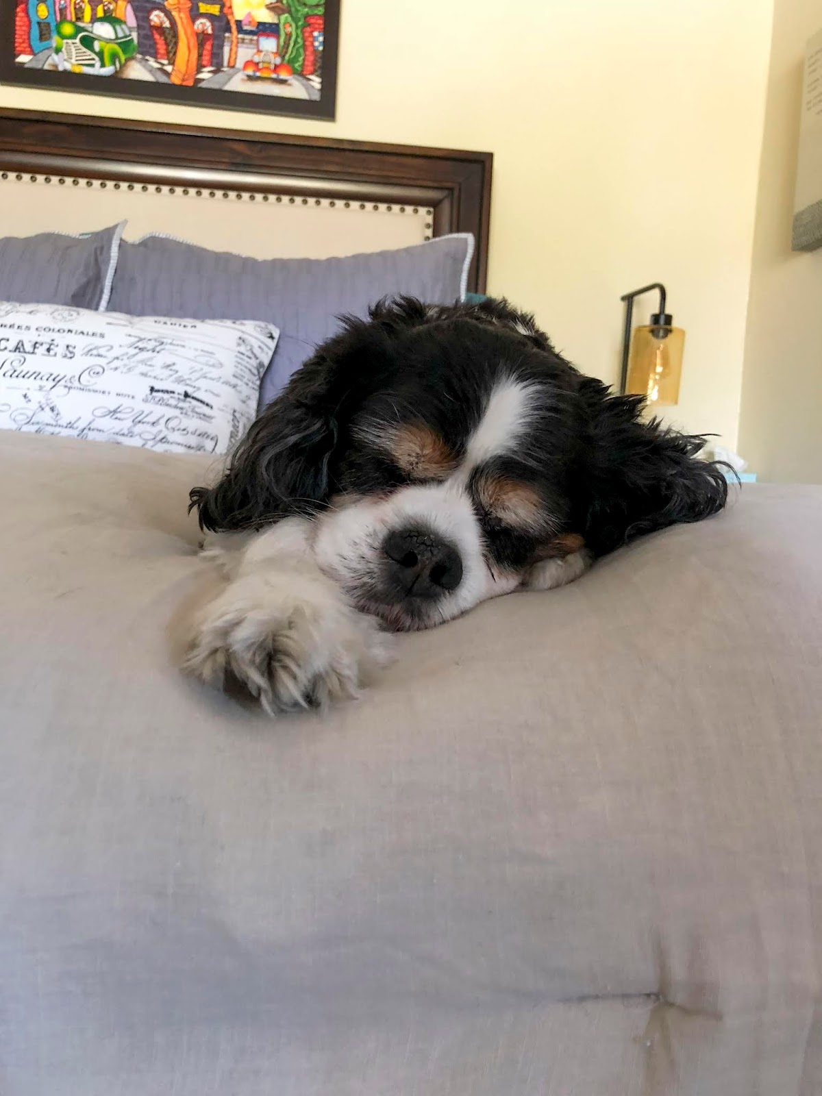 Florida Dog Walkers and Pet Sitters Miami Doggie Daycare & Boarding