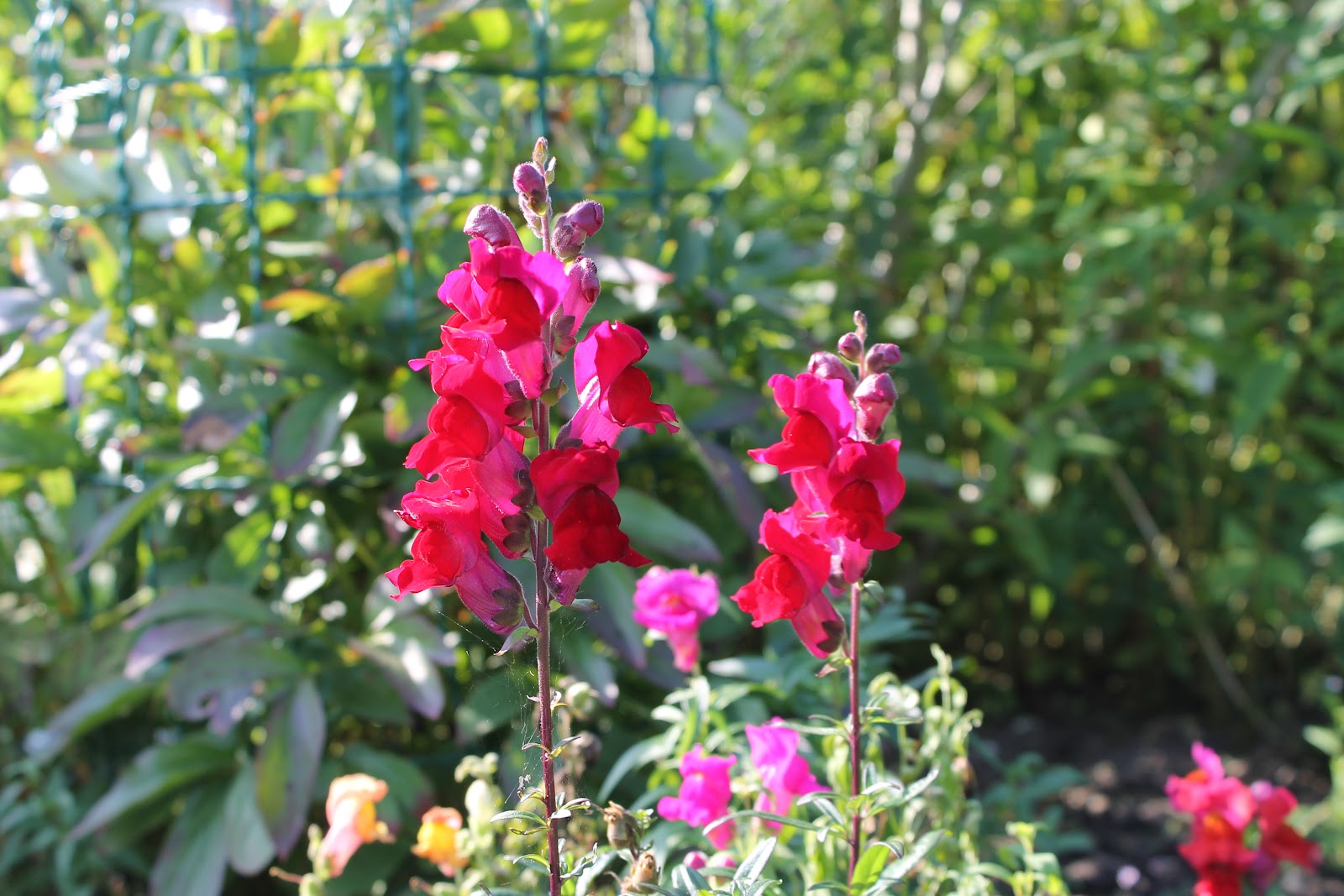 Faul sein ist wunderbar