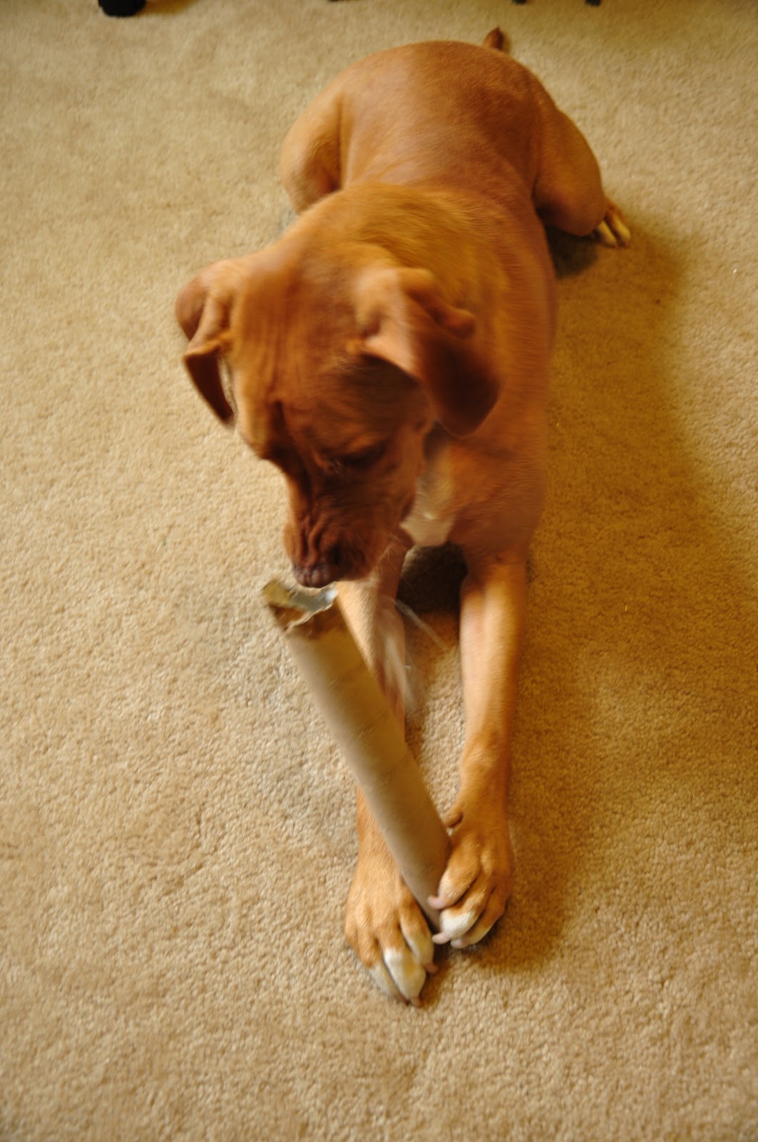 Leopold's Crate Paper towel rolls a cheap and fun activity you can